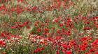 Poppy Wildflowers in Southern Morocco