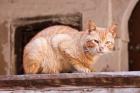 Stray Cat in Fes Medina, Morocco