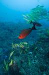 Mozambique, Guinjata Bay, Jangamo Beach, Tropical fish