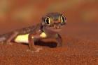 Web-footed Gecko, Namib National Park, Namibia
