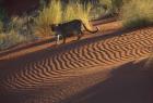 Leopard on sand dunes, Namib-Naukluft Park, Namibia