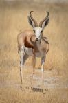 Front view of standing springbok, Etosha National Park, Namibia, Africa