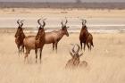 Red hartebeest, Etosha National Park, Namibia, Africa