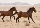 Namibia, Aus, Wild horses in Namib Desert