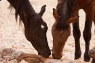 Namibia, Aus, Wild horses of the Namib Desert