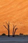 Namibia, Namib-Naukluft, Sossusvlei Desert, Dead Vlei