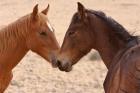 Namibia, Garub. Pair of feral horses