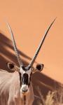 Close-up of Oryx, Namib-Naukluft Park, Namibia, Africa
