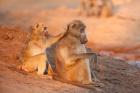 Two grooming baboons, Senyati Safari Camp, Botswana