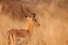 Impala in tall Bushman grass, Mahango Game Reserve, Namibia