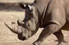 Profile close-up of endangered white rhinoceros, Okapuka Ranch, Windhoek, Namibia