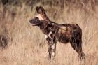 Namibia, Harnas Wildlife, African dog wildlife