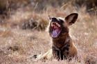 Namibia, Harnas Wildlife, African wild dog wildlife