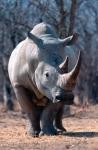 White Square-Lipped Rhino, Namibia