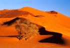 Elim Dune Overcomes, Sesriem, Namib Naukluft Park, Namibia