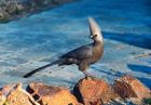 Grey Go-Away Bird, Namibia