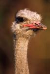 Namibia, Common Ostrich bird