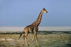 Namibia, Etosha NP, Angolan Giraffe with salt pan