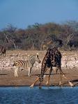 Namibia, Etosha NP, Angolan Giraffe, zebra