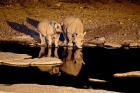 Namibia, Etosha NP, Black Rhino wildlife, waterhole