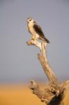 Africa, Naminia, Etosha NP, Black Winged Kite bird