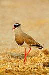 Africa, Namibia. Crowned Plover or Lapwing