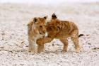 Africa, Two lion cubs play fighting on the Etosha Pan
