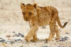 Namibia, Etosha NP. Lion, Stoney ground