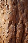 Bark on trunk of Quiver Tree, near Fish River Canyon, Namibia