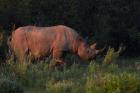 Black rhinoceros Diceros bicornis, Etosha NP, Namibia, Africa.