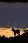 Black-backed jackal, Okaukuejo waterhole, Etosha NP, Namibia, Africa.