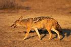Black-backed jackal, Canis mesomelas, Etosha NP, Namibia, Africa.