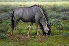 Blue wildebeest, Etosha National Park, Namibia