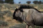 Blue wildebeest, Connochaetes taurinus, Etosha NP, Namibia, Africa.