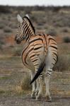 Burchells zebra with mismatched stripes, Etosha NP, Namibia, Africa.