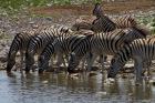 Burchells zebra at Okaukuejo waterhole, Etosha NP, Namibia, Africa.