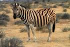 Burchells zebra, burchellii, Etosha NP, Namibia, Africa.