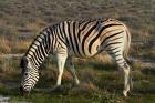 Zebra grazing, burchellii, Etosha NP, Namibia, Africa.