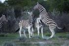 Burchell's zebra fighting, Etosha National Park, Namibia