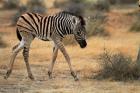 Burchells zebra foal, burchellii, Etosha NP, Namibia, Africa.