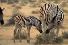 Burchell's zebra foal and mother, Etosha National Park, Namibia