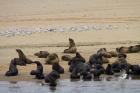 Cape Fur Seal colony at Pelican Point, Walvis Bay, Namibia, Africa.