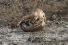 Cape ground squirrels fighting, Etosha NP, Namibia, Africa.