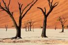 Dead trees with sand dunes, Namibia
