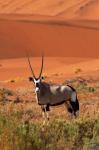 Gemsbok and sand dunes, Namib-Naukluft National Park, Namibia