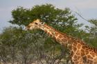 Giraffe, Namibia