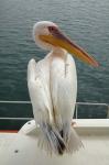 Great White Pelican, Walvis Bay, Namibia, Africa.