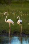 Greater Flamingoes, Nyae Nyae Conservancy, near Tsumkwe, Namibia