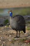 Helmeted Guineafowl Numida meleagris, Etosha NP, Namibia, Africa.