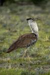 Kori Bustard, Ardeotis kori, Etosha NP, Namibia, Africa.